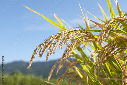 稲穂