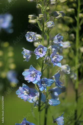 Foto Blue Delphinium Blossoms and Buds on Tall Garden Stem