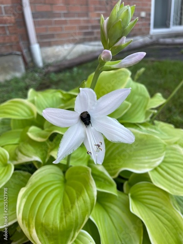 Bumble Bee 🐝  in a flower 