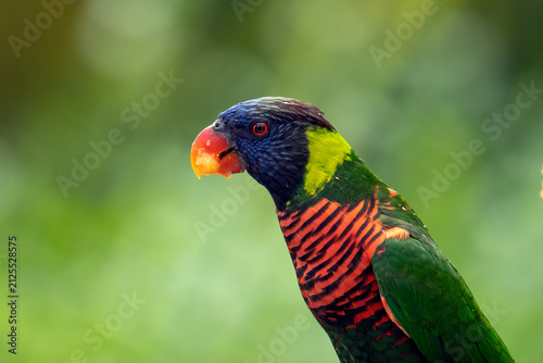 Close-up side view of a male rainbow lorikeet in front of a green background