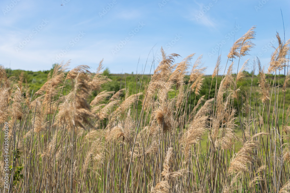 Obraz premium Common reed grass swaying in the wind under blue sky nature background