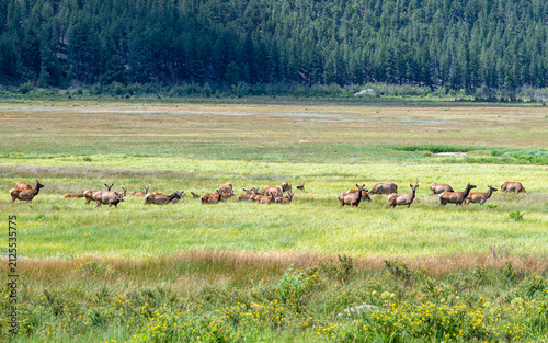 Photography A large Elk Herd are together in Mountain Valley under a sunny summer day