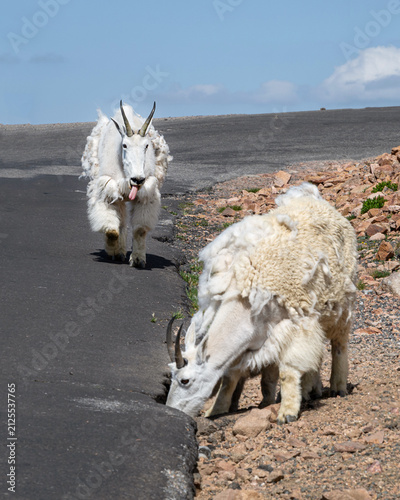 Fotografie Two Shedding Mountain Goats are running on a Road, one of them is drinking water