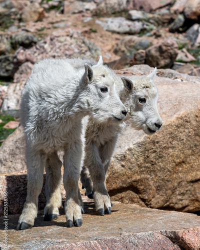 Obraz na płótnie Two Mountain Goat Kids are standing on a rocks, enjoying sunny day