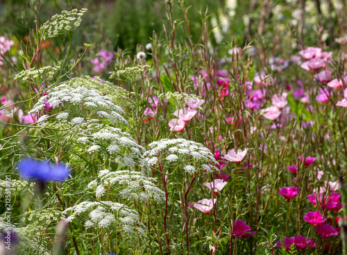 Wide variety of biodiverse, bee-friendly, colourful flowers growing at Wisley garden, Woking, Surrey, UK.