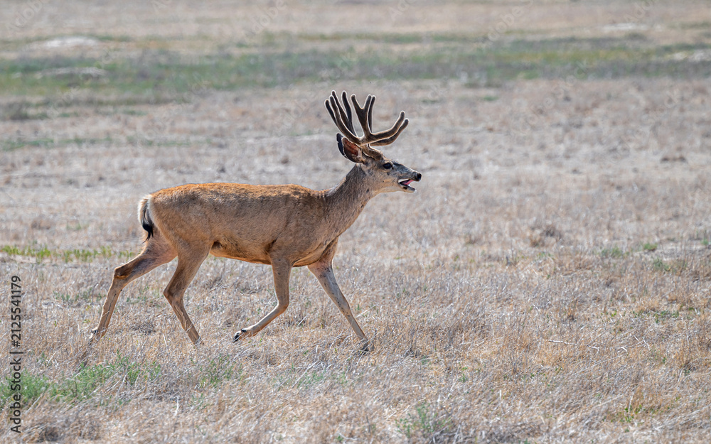 Fototapeta premium Mule Deer Buck is trotting across an empty field alone under a sunny day