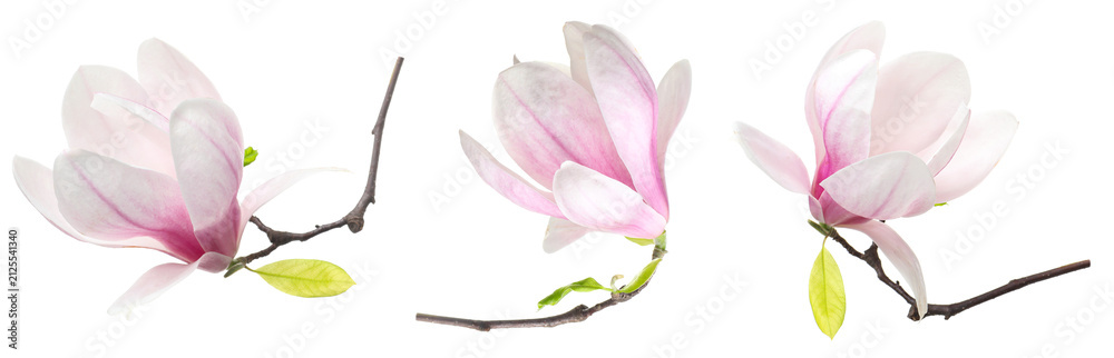 Obraz premium Delicate magnolia flowers isolated on white, set