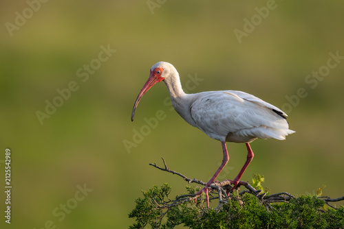 Canvastavla Adult white ibis perched in a coastal wetland, displaying its distinctive white plumage and curved red bill in natural habitat