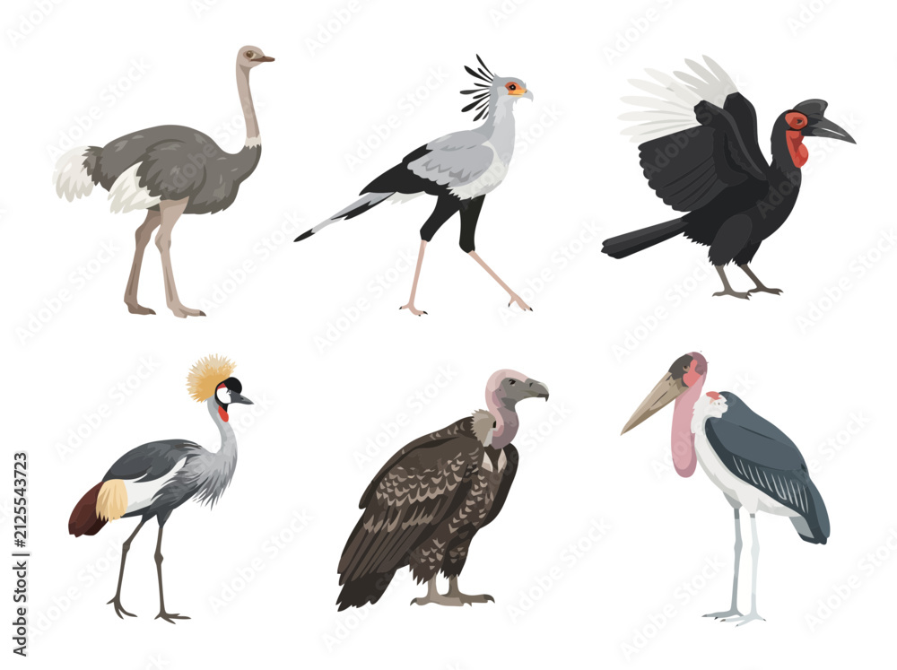 Obraz premium A collection of six distinct African bird species illustrated in a detailed vector style.