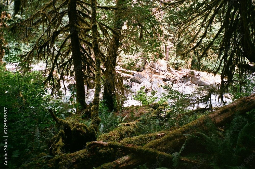 Fototapeta premium Washington State forest lake and waterfall