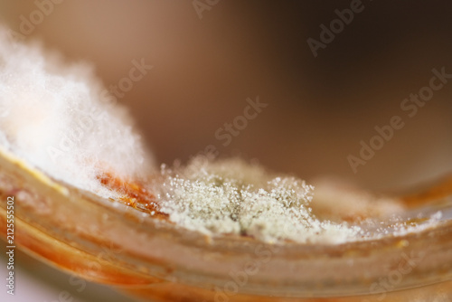 Photography Macro of white mycelium and spores in sambal container
