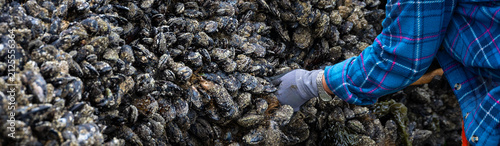 Woman using garden fork tool to pry blue mussels off rock at low tide, Seal Rocks State Recreation Site, Oregon state park, fresh caught seafood harvest from the Pacific Ocean
