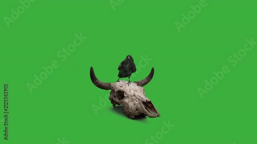 Raven on a weathered cattle skull green screen