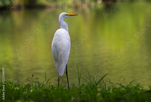 Foto Great egret standing on the lakeshore.