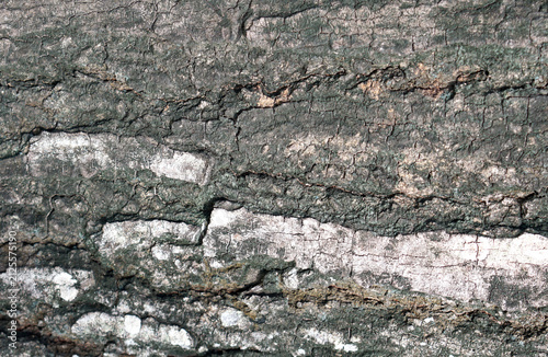 Tree Bark Texture Background, Natural Wood Surface Pattern