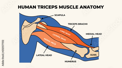 Human Triceps Muscle Anatomy Diagram