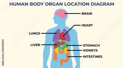 Human Body Organ Location Diagram