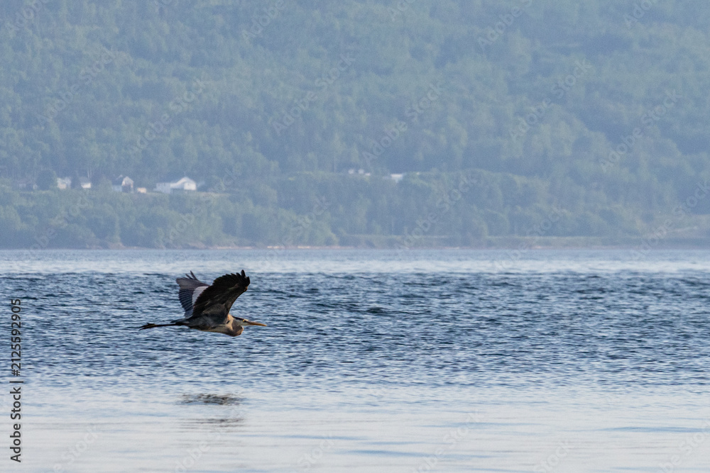 Fototapeta premium Quebec, Canada, 11 June 2026 : A great blue heron flies low over the water with a forested hillside in the background