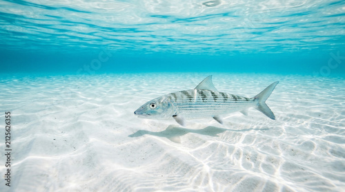 Bonefish glides silently over the pristine white sand of a shallow tropical seabed.