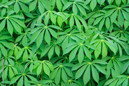 Fresh green cassava leaf  background, Manioc or Tapioca leaves