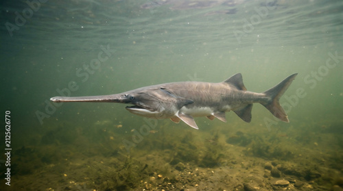 Paddlefish glides gracefully through the murky underwater depths of a natural freshwater habitat.
