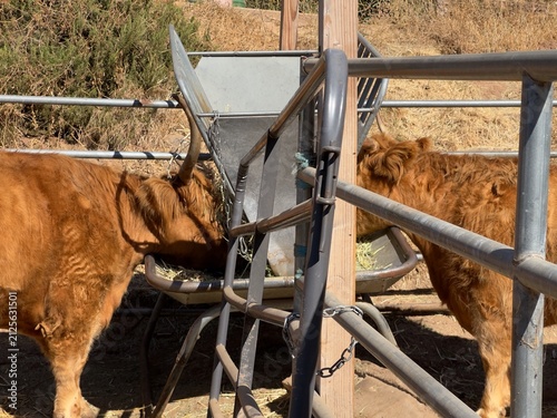 Canvastavla Medium shot of Scottish Highland cattle feeding on dry hay from a farm feeder inside a pen in Silverado California