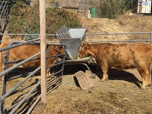 Konstfotografi Two red Scottish Highland cows eating hay together from a metal farm feeder inside a corral in Silverado California