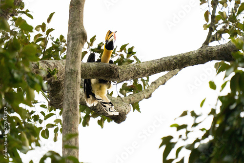 Photography hornbill