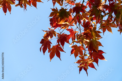 Autumn maple leaves against blue sky Copy space