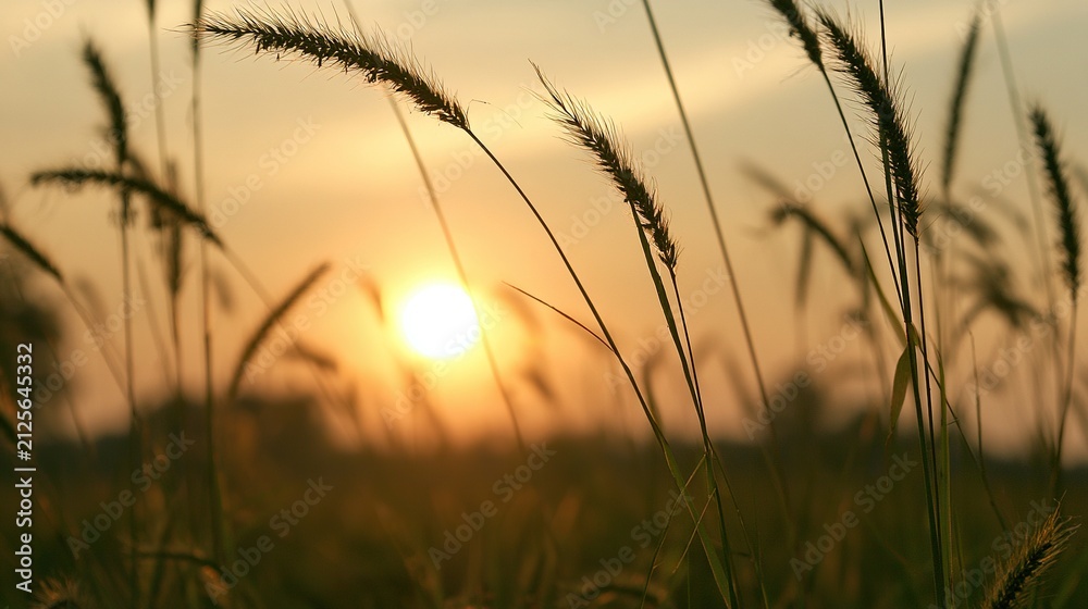Obraz premium Bristlegrass sunset golden glow field calm
