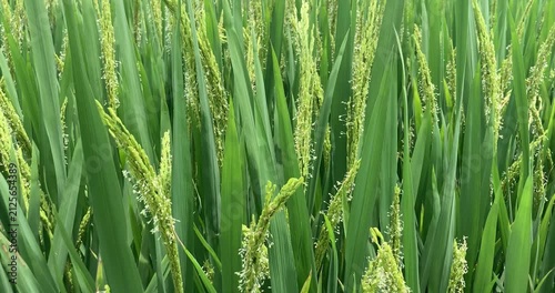Rice Plants Growing in Paddy Field