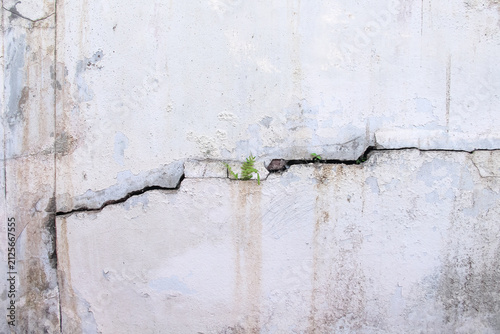 Green fern plant growing in cracked concrete wall old background