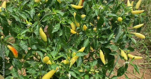 Chili Pepper Plant with bird's‑eye chili Growing in Soil