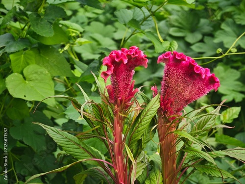 Fotografía Vibrant Red Cockscomb Flowers in Garden