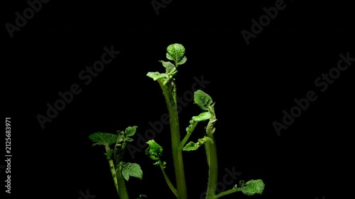 Growing plants time-lapse on dark fertile soil, symbol of business growth and success.