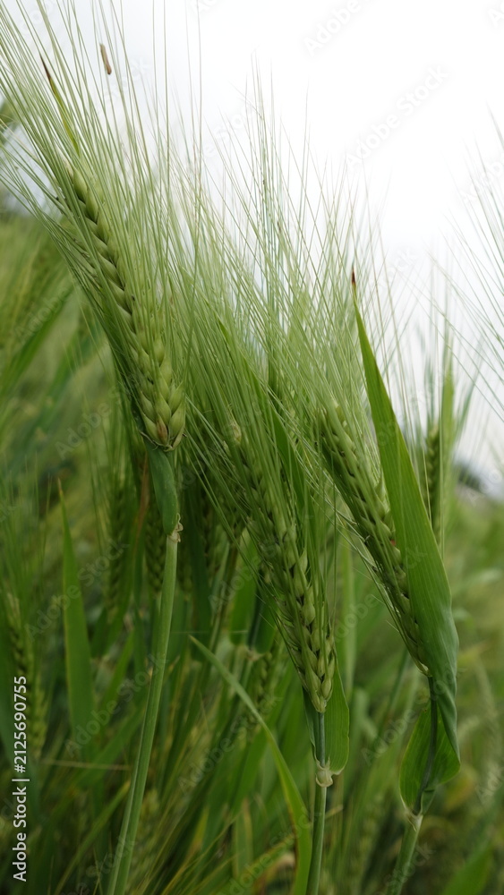 Fototapeta premium Green wheat Spikes, wheat field, close up, photo