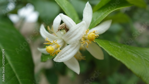 Konstfotografi Close up of Lemon flower with  green leaves, photo