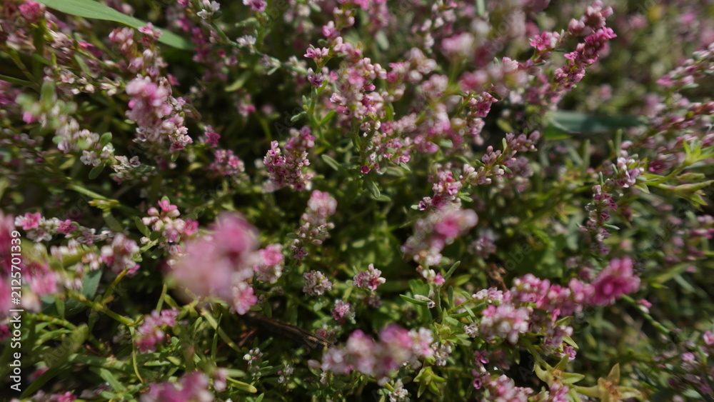 Obraz premium Winter heath, or Erica Carnea flowers, close up