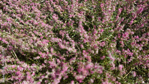 Bild auf Leinwand Winter heath, or Erica Carnea flowers, close up