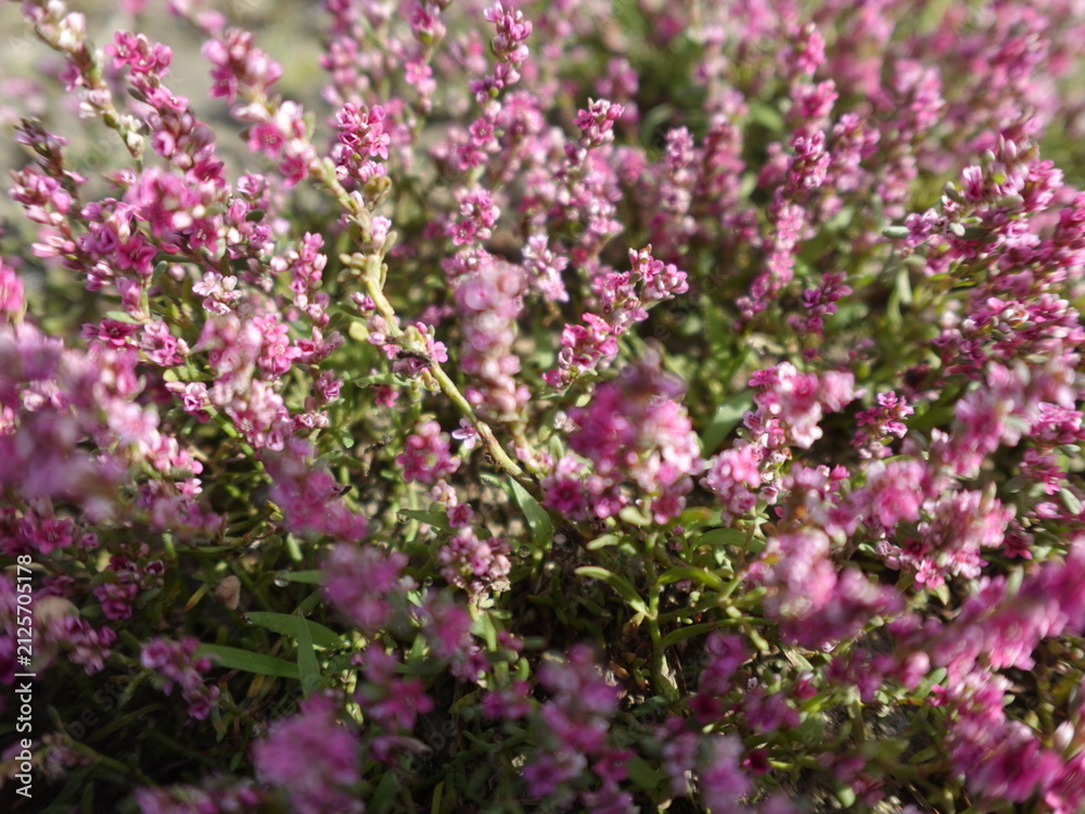 Obraz premium Winter heath, or Erica Carnea flowers, close up