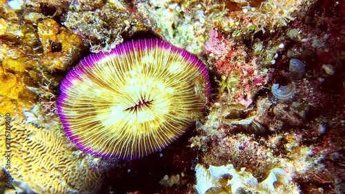 View of a vibrant mushroom coral with intricate textures and purple edges attached to a rocky reef in the Philippines.