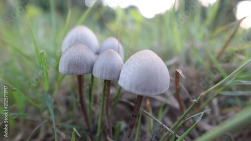 The Petticoat Mottlegill is an inedible mushroom, closeup photo