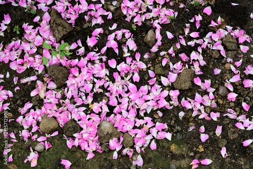 Wide shot of fallen pink wartburg rose petals scattered on dark wet soil with stones after rain copy space