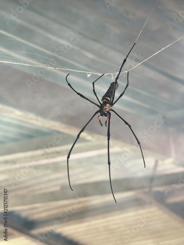 Fotografie Golden Orb weaver spider on a web