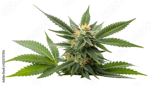 Fresh green marijuana cannabis plant bud with leaves isolated on a white background isolated on transparent background