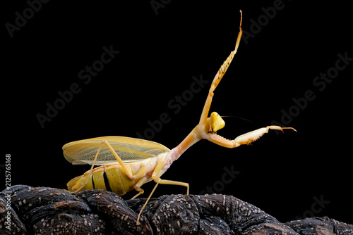 Принти на полотні Shield mantis closeup with self defense position, Shield mantis closeup on wood