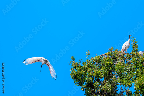 Bild auf Leinwand An Australian white ibis gliding away from treetop canopy beaneath a brilliant b