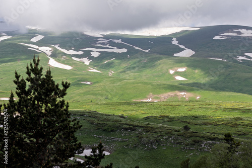 Alpine meadows with new plants blooming on the slopes, with flowers and green vegetation in spring and summer, nature walks