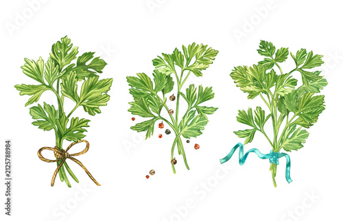 A set of compositions of twigs and leaves of parsley, herbs, black and red peppercorns. Everything is hand-painted in watercolor. A collection of culinary herbs for the design of organic products.