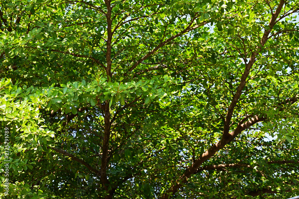 Fototapeta premium tree with green leaves. backgrounds. background. bright. sunlight, sunshine, sunrise. dark, black, shadows. 